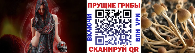 Галлюциногенные грибы Cubensis  Никольское 